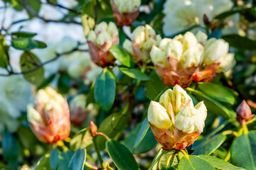Spring flowers spreading happiness and joy.