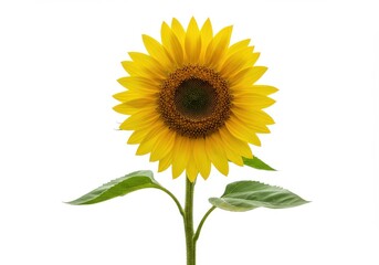 Obraz premium Sunflower single stem vibrant yellow