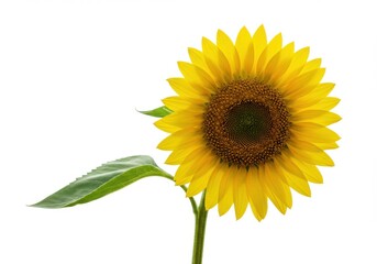 Fototapeta premium Sunflower single stem vibrant yellow