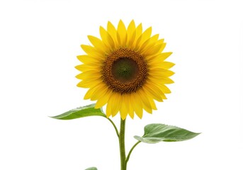 Obraz premium Sunflower single stem vibrant yellow