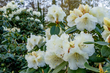 Spring flowers spreading happiness and joy.
