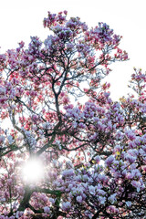 Spring flowers spreading happiness and joy.