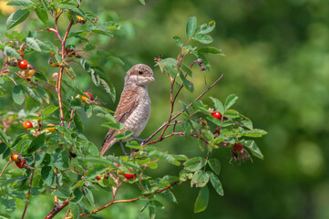 A young red-backed shrike (Lanius collurio) sits on a wild rose branch