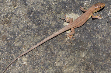 A Podarcis muralis lizard on a stone