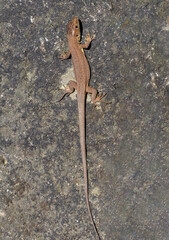 Close-up of a Lacerta praticola lizard standing on a stone
