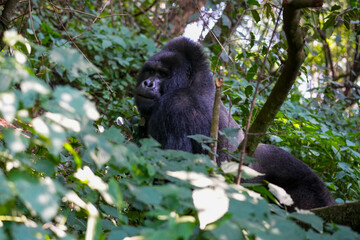Uganda Mountain Gorilla 