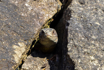 A lizard Lacerta viridis lurking from a stone crack,from hiding