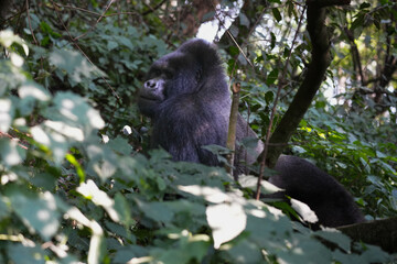 Uganda Mountain Gorilla 