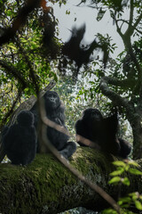 Uganda Mountain Gorilla 