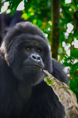 Uganda Mountain Gorilla 