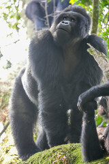 Uganda Mountain Gorilla 