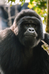 Uganda Mountain Gorilla 