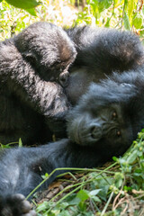 Uganda Mountain Gorilla 
