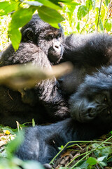 Uganda Mountain Gorilla 