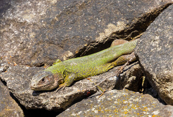 A lizard Lacerta viridis standing on a stone