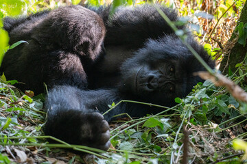 Uganda Mountain Gorilla 