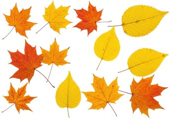 Autumn leaves vibrant fall colors