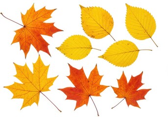 Autumn leaves vibrant fall colors