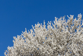 Part of the crown of a tree with white flowers on a blue sky background. Spring, white flowers...