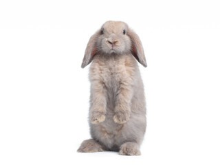 Grey cute holland lop rabbit standing isolated on white background. Lovely action of holland lop rabbit.