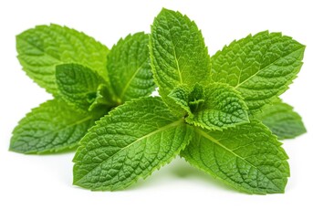 Fresh mint leaves vibrant green