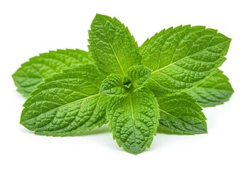 Fresh mint leaves vibrant green