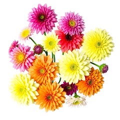 The freshness and variety of these dahlia flowers, with their diverse colors and shapes, are highlighted against a clean white background in this appealing composition