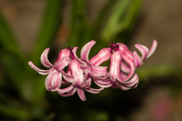 pink and white flower