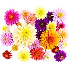 The freshness and variety of these dahlia flowers, with their diverse colors and shapes, are highlighted against a clean white background in this appealing composition