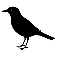 A bird silhouette vector illustration on white background