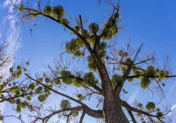 A tree with many parasitic mistletoe plants (Viscum album)
