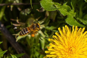 A bee with pollen on its feet flying near a dandelion flower