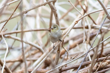 American Goldfinch on a perch