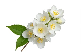 White jasmine flower delicate petals