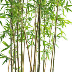 Naklejka premium Closeup view of lush bamboo bushes showcasing vibrant green leaves on a bright Transparent background, Closeup view isolated bamboo bushes on PNG background