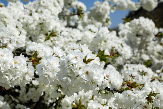 Paris, France. Europe  Spring flowers in bloom.