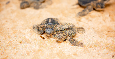 A small baby sea turtle crawls along the sandy shore towards the ocean to survive. The turtle hatched on the island of Sri Lanka. New life, saving the population, the way forward to a new life.