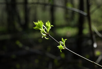 Fresh Spring Leaves Emerging on a Tree Branch