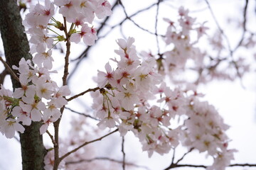 風に泳ぐ満開の桜