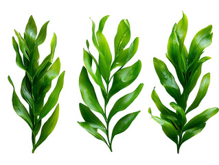 A set of seaweed fronds with long, flowing green blades, isolated on transparent background, PNG file.