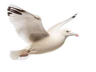 Obraz premium Bird in flight showcasing elegance and grace in natural setting, cut out