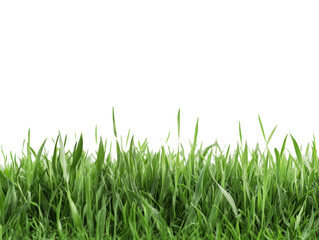 Lush green grass field for landscape design and gardening projects, cut out