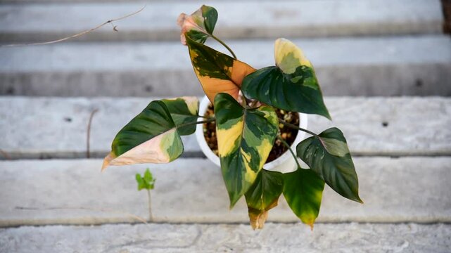 Closeup to fresh Homalomena Pink Diamond in the pot  