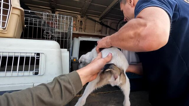 Male hands of volunteer putting puppy into a carrier in small truck. Rescue workers saving animals from a frontline city in Ukraine. Kind people evacuating homeless pets and taking to safe places