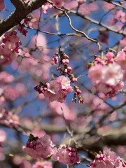 pink cherry blossom in spring