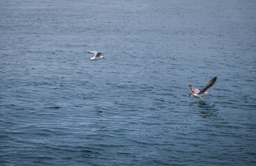 seagulls flying over the sea