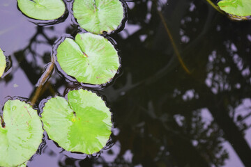 lotus leaf in pond water