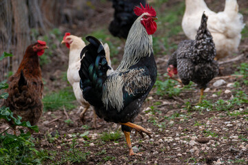 Rooster with black and white colors. Red chicken comb. Gallus gallus domesticus.