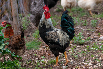 Rooster with black and white colors. Red chicken comb. Gallus gallus domesticus.