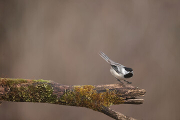 Chickadees in sprint